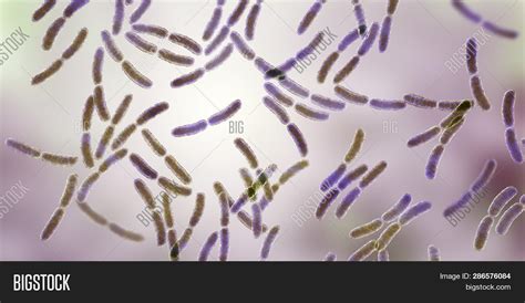 Bacteria Lactobacillus Image & Photo (Free Trial) | Bigstock