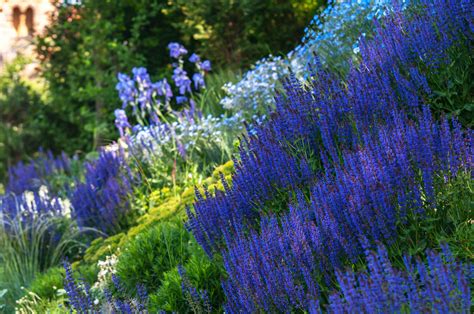 May Night Salvia Plant Care And Growing Guide