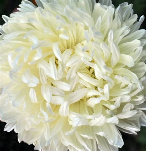 White Chrysanthemum Flower — Stock Photo © Nikonite 6464615