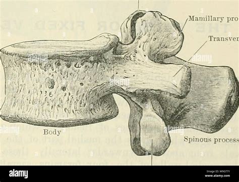 Imagen de archivo de la página 128 del libro de texto de Cunningham de