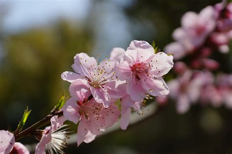 图片素材 科 厂 水果 花瓣 餐饮 弹簧 生产 植物学 粉 植物群 樱花 特写 灌木 宏观摄影 开花植物