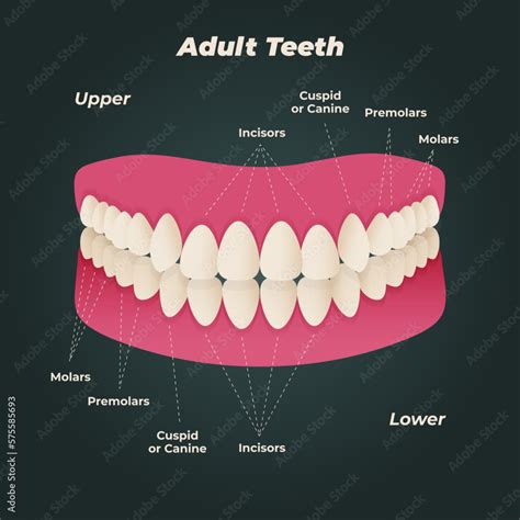 Medical Dental Diagram Illustration Orthodontist Human Tooth Anatomy