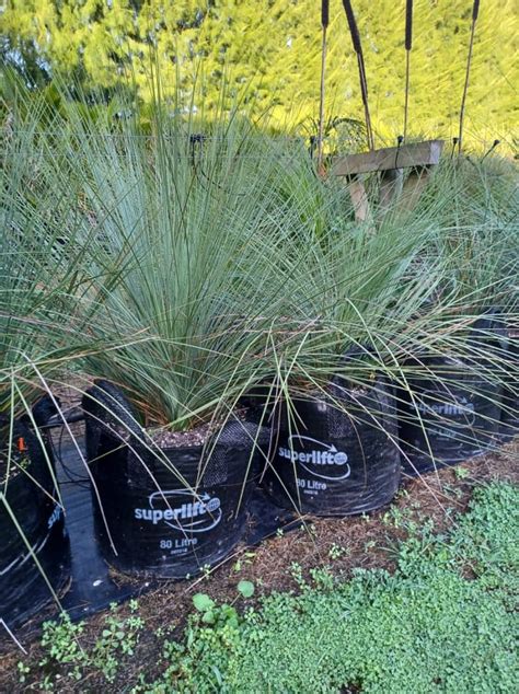 Australian Grass Tree Xanthorrhoea Glauca Blue Matakana Palms