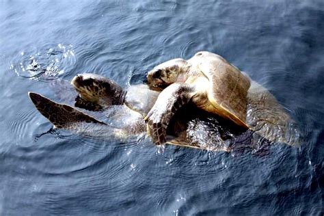 Olive Ridley Sea Turtle – "OCEAN TREASURES" Memorial Library