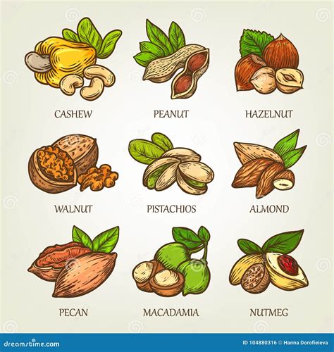 Colourful Sketch Of Different Kinds Of Nuts Vector Isolated Kernels