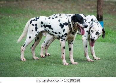 3,871 Spotty Dog Images, Stock Photos & Vectors | Shutterstock