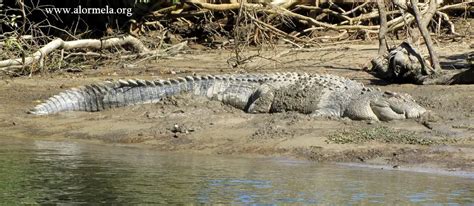 Sundarbans - Alormela