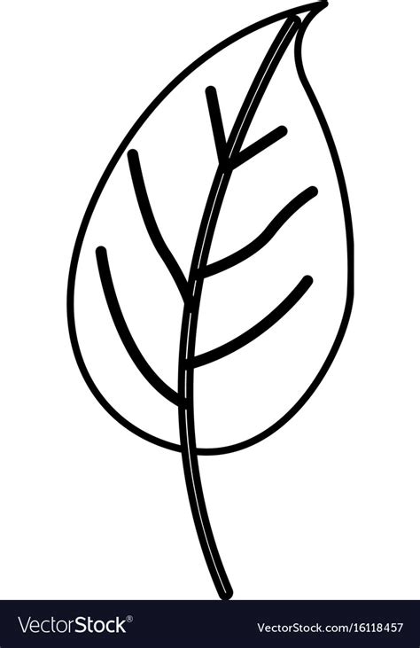 Sketch contour of simple leaf plant Royalty Free Vector