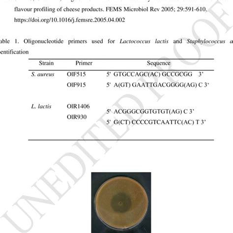 Anti Staphylococcal Activity Of Lactococcus Lactis Strain Inhibition