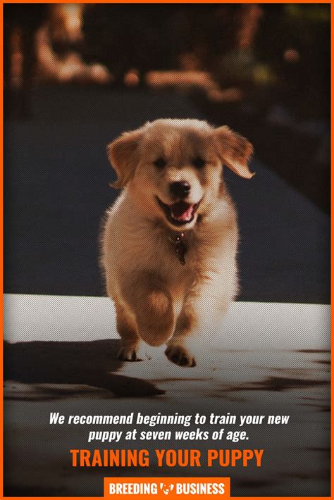 At What Age Can I Start Training My Puppy – Timeline, Training & FAQ