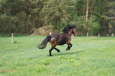 Blog von fühlend reiten de Pferdebedürfnisse pferdegerechte