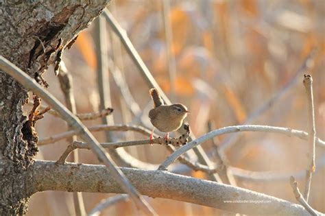 Mighty Fine Tits Focusing On Wildlife