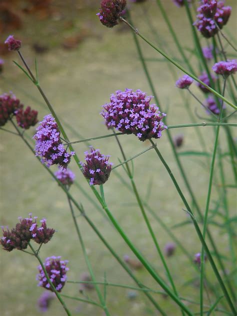 What Does Verbena Look Like In Winter at Jamie Kingsbury blog