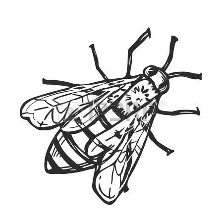 Flying Bee Drawing at GetDrawings | Free download