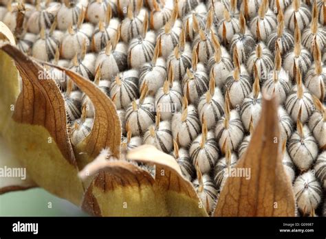 Close Up Of Fresh Sunflower Seeds On Sunflower Seed Crown Stock Photo