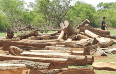 threatened west african rosewood species  cites protection