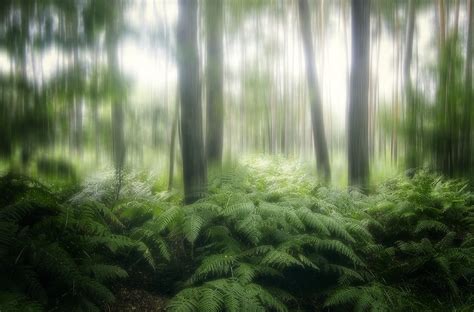 Der Wald Anna Cseresnjes als Kunstdruck oder Gemälde