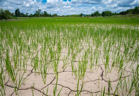 Forecast Points To El Niño Contributing To Global Food Insecurity