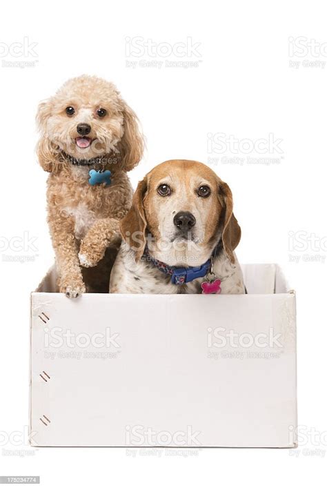 Two Dogs In A Box Stock Photo Download Image Now Animal Animal