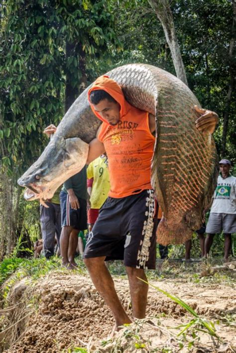 Pirarucu - Brazil : r/Fishing