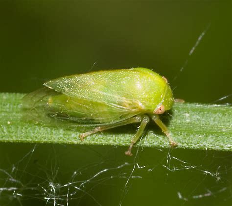 Small Green Treehopper Atymna Querci Bugguidenet