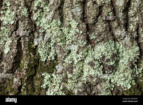 Gros plan du lichen vert qui pousse sur l écorce d arbre du tronc d