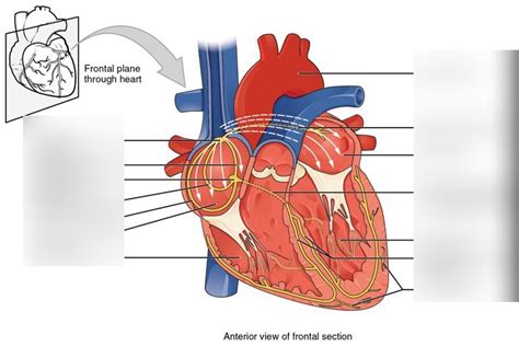 Cardiac Conduction System Diagram Quizlet