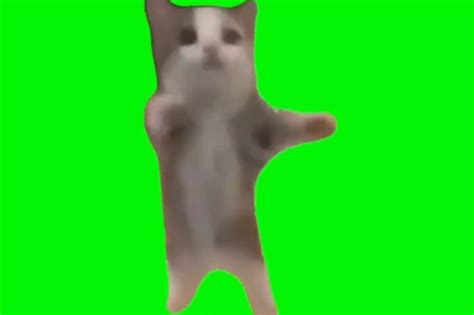 cat dancing meme template Archives - Video Meme