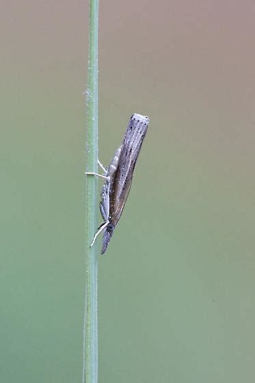 Grass Veneer Bugguidenet