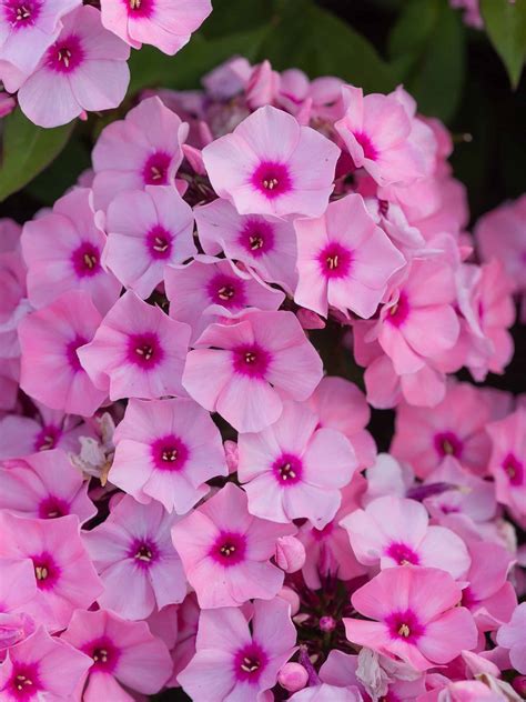 Phlox Paniculata Famous Pink Dark Eye® Mihkel Saar Puukool