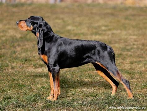 Black and Tan Coonhound puppies | Puppies for sale | DOGVA.com