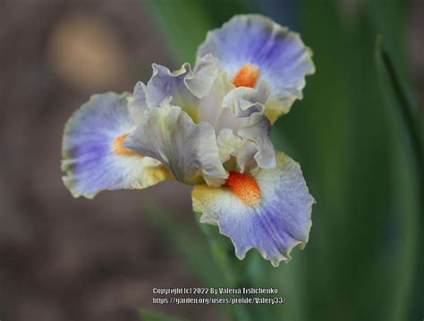 Photo Of The Bloom Of Standard Dwarf Bearded Iris Iris Cher S Delight