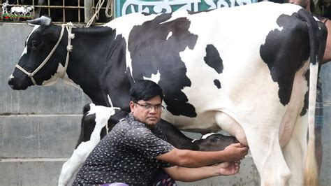 সরাসরি সকাল ১৫ লিটার দুধ দোহন দেখে গাভী কিনুন।দুধের গাভীতে শতভাগ দুধের