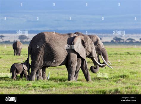 Elephants Herd On African Savanna Safari In Amboseli Stock Photo Alamy