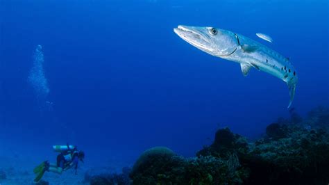 Are Barracudas Dangerous Unraveling The Myth