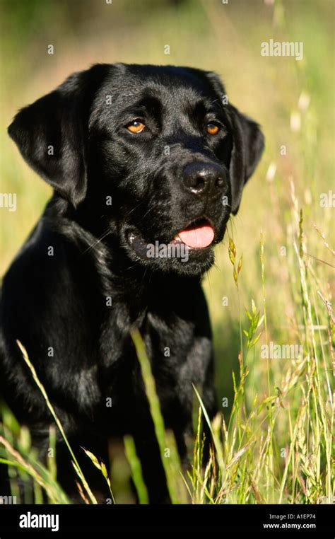 Are Labrador Retrievers Purebred