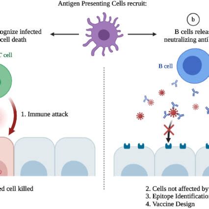 Neutralizing monoclonal antibodies and selection of neutralizing viral ...