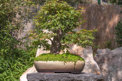 How to Grow and Care for Japanese Maple Bonsai