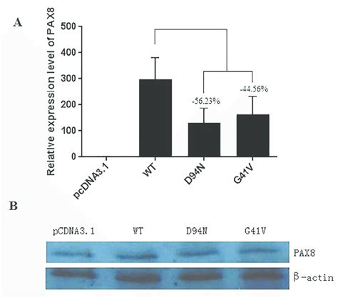 Expression Of The Wild Type And Mutant PAX8 In Transfected HeLa Cells