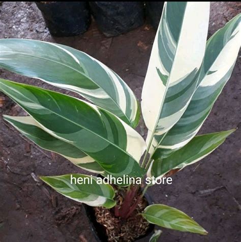 Tanaman Hias Heliconia Varigata Pohon Pisang Pisangan Heliconia