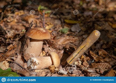 Two Boletus Mushroom In The Wild Porcini Mushroom Boletus Aereus Grows