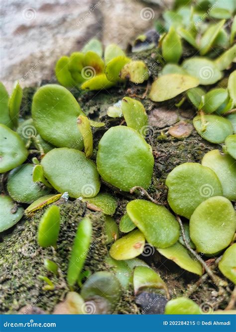 Pyrrosia Piloselloides Dragon S Scale Fern Stock Image Image Of