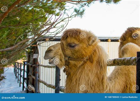 Camel In The Snow At Russian Zoo Stock Image Image Of Head Mammal