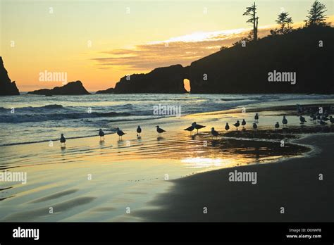 Seagulls On Second Beach At Sunset Near La Push Olympic National Park