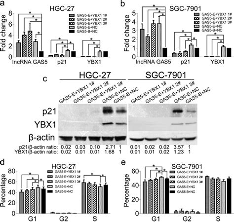 Ybx1 Plays A Critical Role In Lncrna Gas5 Mediated P21 Regulation To