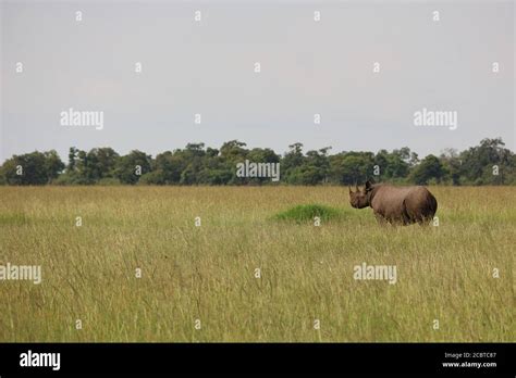 Black Rhino in Africa Stock Photo - Alamy