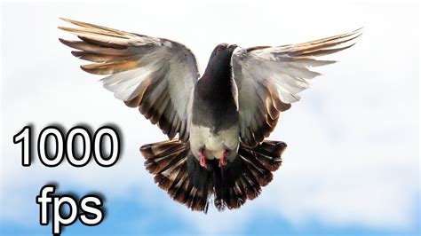 FLYING BIRDS IN SUPER SLOW MOTION 1000 Fps HD YouTube