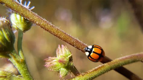 Orange ladybugs and the spiritual meaning behind the insect: What to know | Fox News