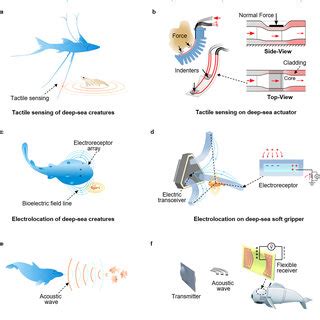 PDF Bioinspired Soft Robots For Deep Sea Exploration