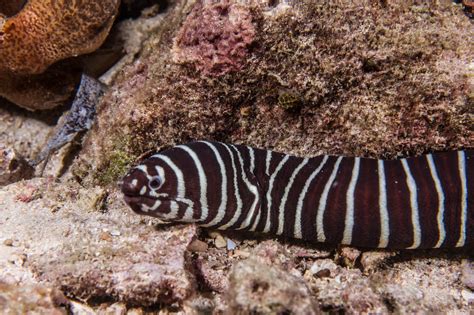 Zebra Moray Eel- Facts and Photographs | Seaunseen